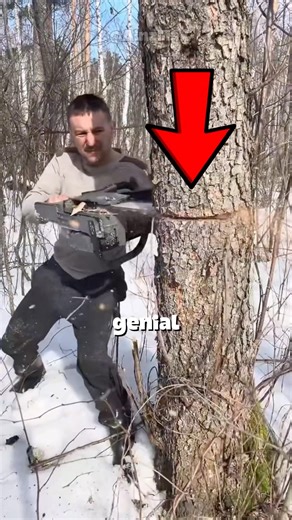 Would you cut down a tree like this? 🌳🤔