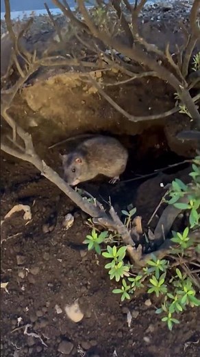 渋谷のネズミはここに住んでいる