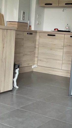 Hilarious Cat Fails Compilation | Funny Pet Videos