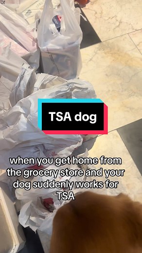 TSA Dog Finds Something Suspicious: Hilarious Meme