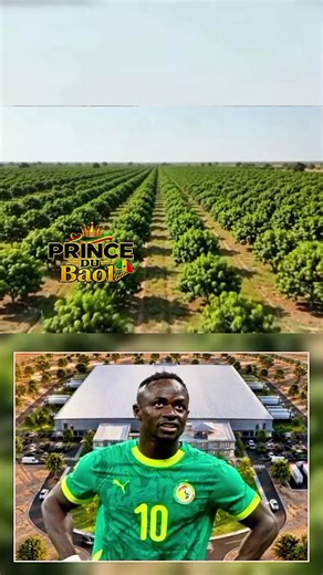 Avec un investissement de 11,7 milliards de FCFA dans un projet agro-industriel axé notamment sur la transformation de la mangue, Sadio Mané veut aller au-delà de l’aide sociale en créant des emplois et des opportunités économiques durables pour les habitants de Bambali. #sadiomane #viralvideo