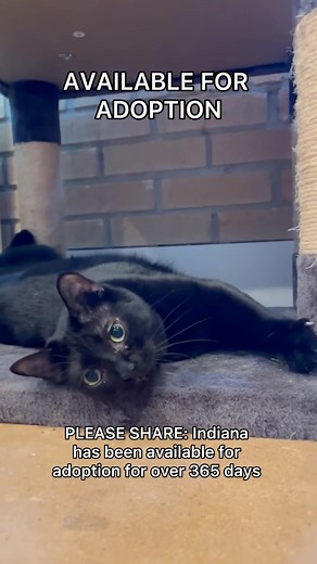 55K views · 304 reactions | PLEASE SHARE! Adopt Indiana  this...