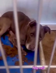 HOW DARE THE SHELTER LET HER LIE THERE LIKE THAT?? Clean up after her!!! I hope Marcia Mayeda enjoys the Lake of Fire because that's where she's going! $1,000.00 donation to a 501c3 rescue organization! This is NO WAY for a senior to leave this earth! Geenee #A5716026 10y Female 54 lbs Stray came in on 07/25/25 Per shelter: Geenee is a sweet, easygoing girl with a relaxed, wiggly personality and a heart full of love. With her soft gaze, gentle demeanor, and low stress level, she’s ready to becom