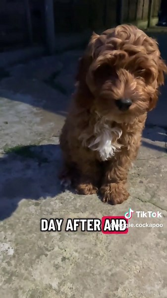 After the doggy vaccination drama, we are now only a week away!! #puppyvaccination #dog #newpuppy #firstwalk #cockapoo