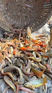 1.6M views · 3.6K reactions | Amazing fresh native fish caught from the pond #fishing #fishvideo #reels | Rural Fishing BD | Facebook