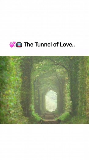 The Tunnel of Love is a natural green passage in Ukraine where trees form a perfect arch over an old railway line. It looks like a fairytale path and is known as one of the most romantic places in the world. #tunneloflove #tunneloftrees #facts #factsyoudidntknow #factsonly #amazingfacts #UnbelievableFacts #realfacts #knowledge #knowledgefacts #interestingfacts #amazingplaces #amazingnature #amazingearth | World's Amazing Factz