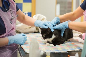 Neutering Your Cat | Cats Protection