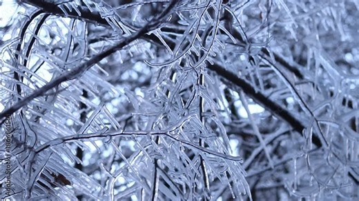 Ice on tree branches close-up. Frozen forest. Winter. Branches of a frozen tree. Nature in winter. Cold weather. Seasonality in nature. Frost. Selective focus. Vegetation in winter