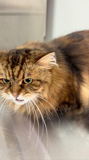 What are you waiting for?! This is your sign to book your long-haired kitty with the Catty Shack! | The Catty Shack