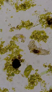 Look at these cute tardigrades: a juvenile and an adult walking around and grazing on the green algae growing on the slide. . Tardigrades are tiny multicellular animals. The large adult here is only about 0.4 mm long, and the juvenile is roughly half that size. They hatch from eggs and grow rapidly, moulting their exoskeleton multiple times during their few-weeks-long active lifespan. . There are over 1,500 species of tardigrades, inhabiting environments from mountain tops to the deep ocean. Mos