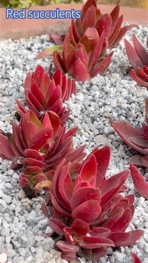 Red Succulents plants #gardening #plants #shortsfeed #shortvideo #suculentas #redsucculants#shorts
