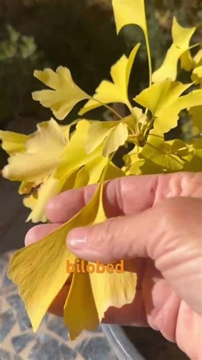 Gingko tree male color change #garden #bonsai #gingko #japan #china #autumn
