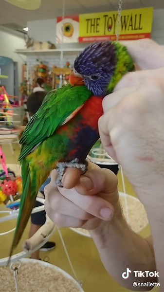 Went to Omar's Exotic Birds to visit with the birdies and to get Daisy some stuff. ☺️ 🦜🐥🐦🦜 #omarsexoticbirds