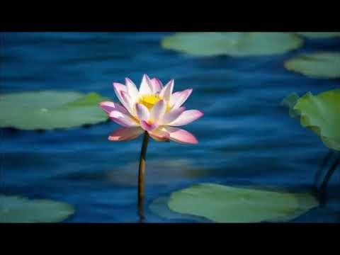Chinese Traditional Music for Calm & Meditation 🧘