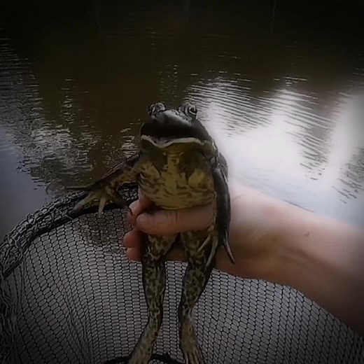 Gentle Frog Handling Technique in Nature