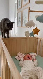 11M views · 45K reactions | Cats Sense What Humans Miss | Margot The Russian Blue Cat | Facebook