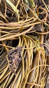 Holdfasts aren’t holding