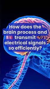 how does the brain process and transmit electrical signal?