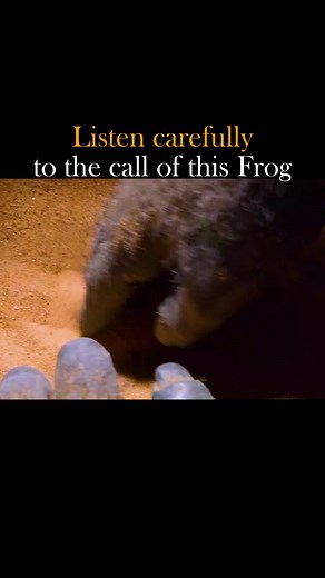 You can question the size of the bushveld rain frog, but its temper is not small.#bushveldrainfrog #frog #animals #documentary #foryou #fyp