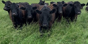 Missouri Dept. of Agriculture asks unpaid cattle farmers at Sarcoxie, Mo., livestock sale barn to file a claim