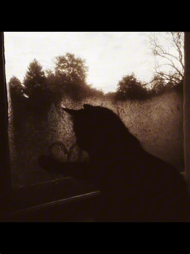 Understanding 'Whatsername' by Green Day