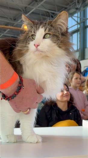 WAIT… This GIANT Norwegian Forest Cat STOLE the Show 😳 One of the Most BEAUTIFUL Cats EVER!