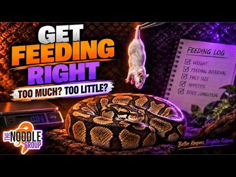 Ball Python Feeding Guide: Are You Feeding Too Much or Too Little?