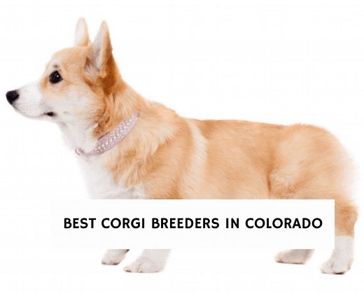 8 Best Corgi Breeders in Colorado! - We Love Doodles