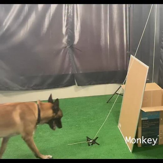 Malinois Monkey’s IQ | Omar and Monkey