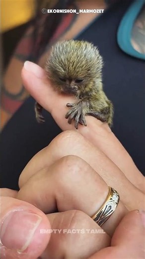 The Cutest Monkey You'll See Today 🥺🐒 #shorts #monkey #cute