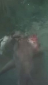 250K views · 1K reactions | Sharks gotta eat! Unfortunately a dolphin. Did you see it? Credit: @clint_posted_that #shark #sharks #sharklover #sharkweek #sharkconservation #sharkresearch #reels #outdoors #nature #explore #adventure #ocean #oceanlife | Shark Lovers | Facebook