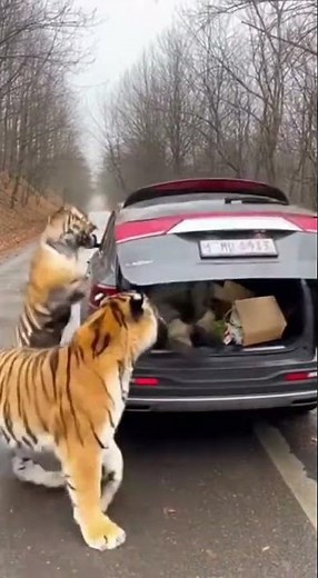 Panic Erupts on a Silent Forest Road in Seconds #RealTimeTerror #UntamedEncounter