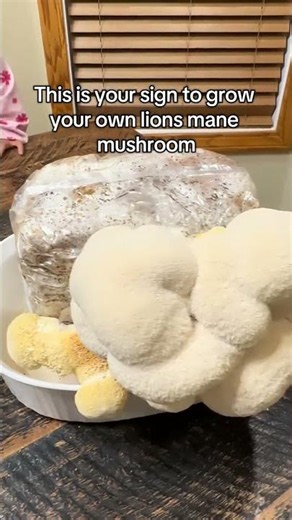 Can’t believe how easy it was to grow this lions mane mushroom! We get to benefit from it now!! Grow