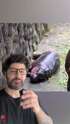 Moo dang the baby hippos is getting annoyed #moodang #hippo #baby #zoo | hippo