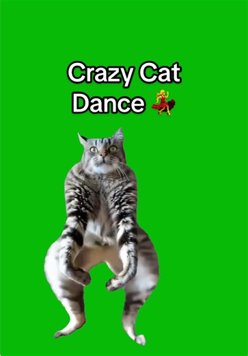 Crazy Cat Dance Green Screen Template