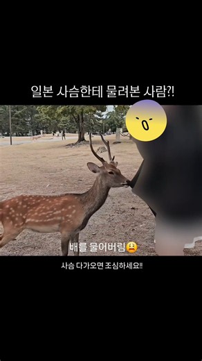 오사카 여행🦌 주의⚠️ 근교 나라 사슴공원