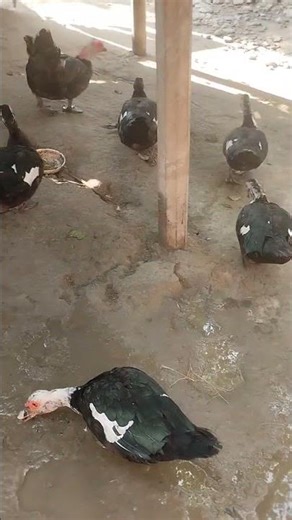 ducks #pigfeed #duckfarming #duckfarmingbusiness #funny #youtubeshorts #animals