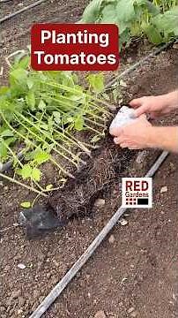 Planting Tomatoes #polytunnel #efficiency #growingourownfood