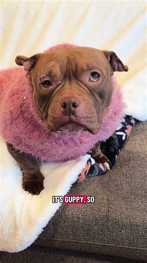 IT’S GUPPY’S DNA REVEAL PARTY 🎉🧬 ...& you’re invited! Come celebrate Guppy and uncover her DNA results with a night of fun, surprises, and lots of Guppin’ around. ✨ This reveal party has everything ✨ • Party games & prizes • Cake-cutting DNA reveals • Photo ops • A full deep-dive GuppyGenes presentation 🤓 🕕Starts at 6 PM - don’t be late! This is an open-invitation party, so bring your friends and come early for the big reveal. 📍 Bike Dog East Sac 1210 66th St, Sacramento 🍺 Food, beer, wine