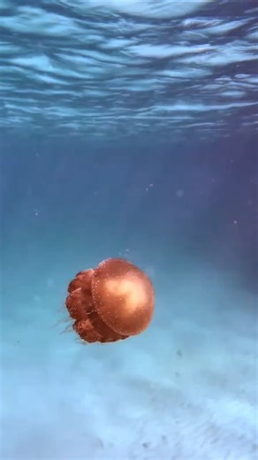 Drifting Jellyfish Magic 🌊✨ ... any body know the type?