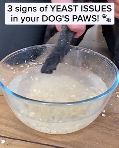 253K views · 76 reactions | Here's why you shouldn't ignore your dog's paw licking! | PetLab Co. | Facebook