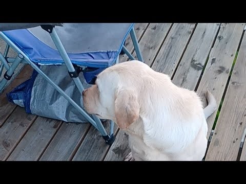 Sheba The Labrador is live!