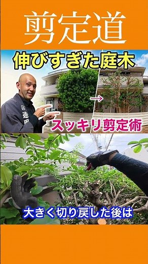 《Overgrown Garden Trees》 Neat Pruning Techniques!! #PruningMethod #GardenWork #TreeCare #CuttingB...