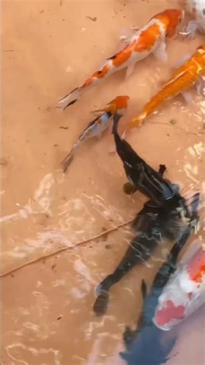 Catching the comet slayer fish