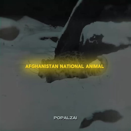 Discover the Snow Leopard: Afghanistan's National Animal