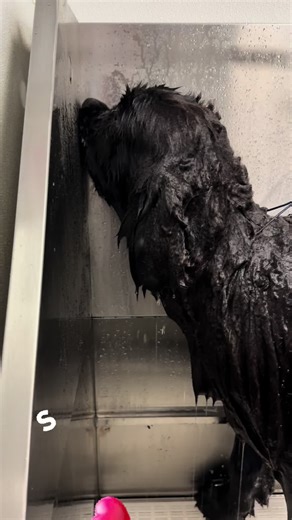 Clark Takes a Timeout at Uptown Dogs Pet Spa