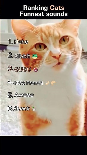 Funniest Cat Sounds Compilation 😂🐱