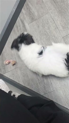 🐶 The Happiest Black & White Fluffy Puppy Jumps for Joy! 🐾 | Petland Phoenix ✨