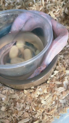 Would you ever get a pink snake? #snake #reptile #pinksnake #animal #fyp #cornsnake #snakehatching #babysnakeshatching