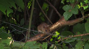 3.4K views · 91 reactions | There are more than 30 million wood mice in the UK – that’s one for every two humans that live here – and they can be found in almost any habitat, often close to people. Wood mice can leap long distances & are very agile, most of the time... https://sussexwildlifetrust.org.uk/news/wood-mice | Sussex Wildlife Trust | Facebook